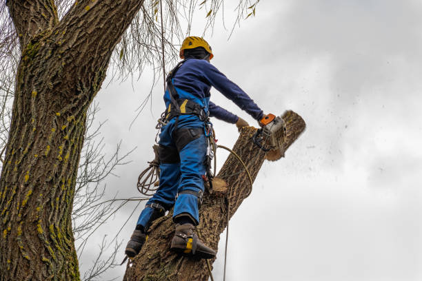 Tree and Shrub Care in Duenweg, MO