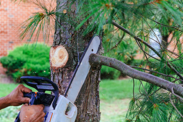 Professional Tree Care Services in Duenweg, MO